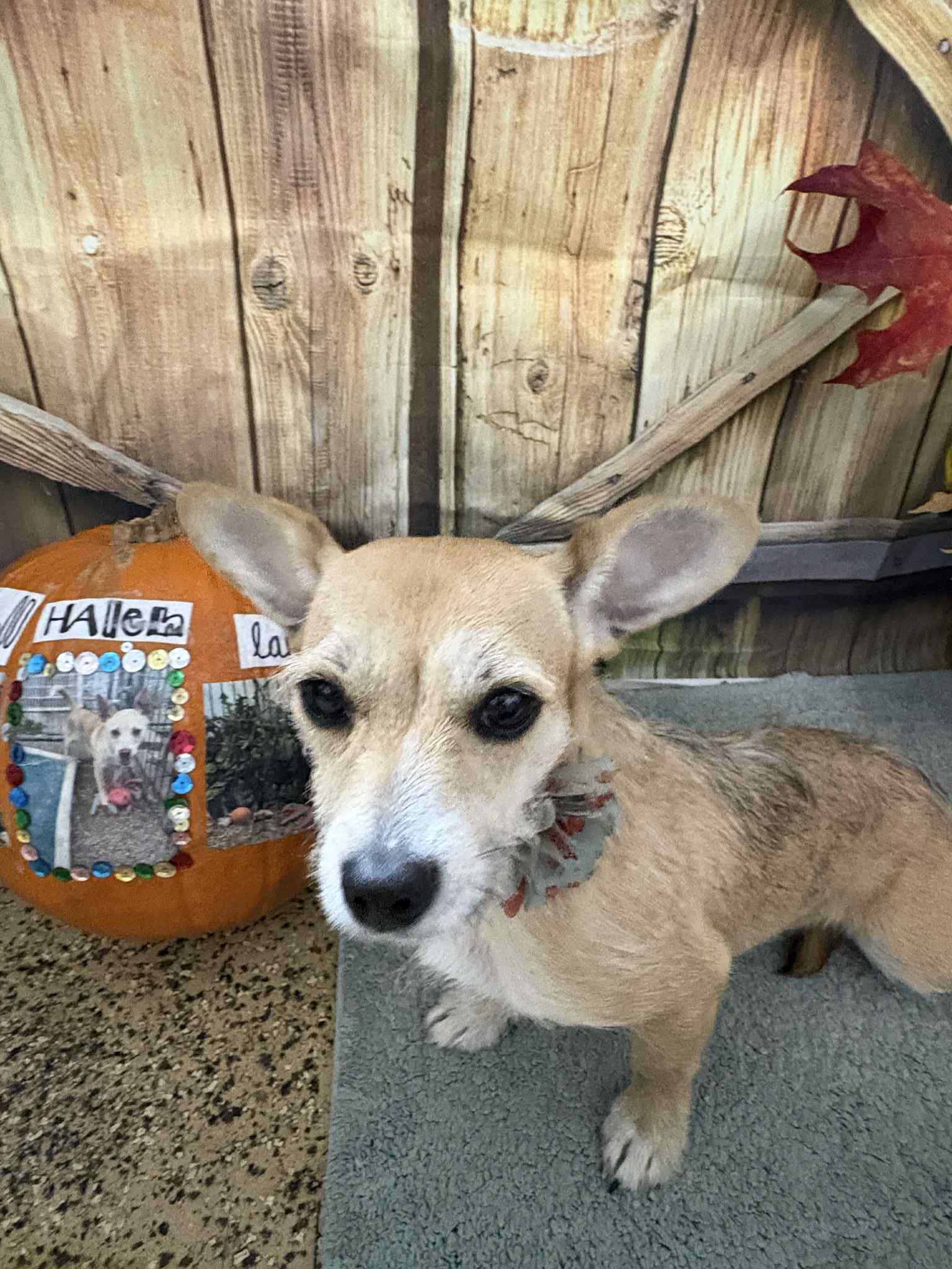 Tallulah, a Adoptable mixed breed in Mukwonago, WI image 3/3