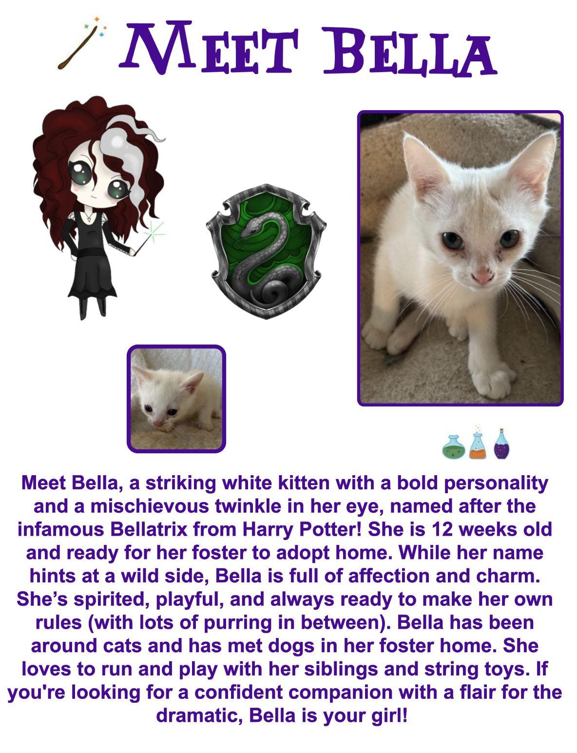 Bella, an adoptable Domestic Short Hair in Clovis, NM, 88101 | Photo Image 1