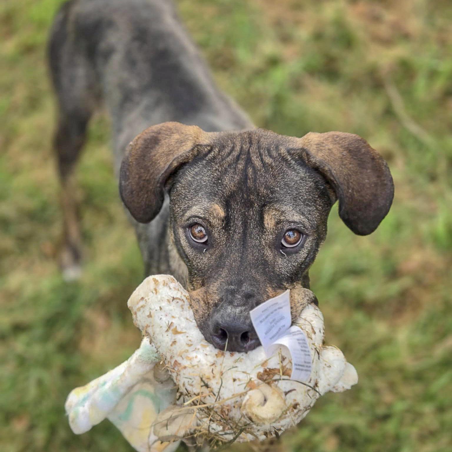 Morgan, an adoptable Vizsla, German Shepherd Dog in Huntley, IL, 60142 | Photo Image 5