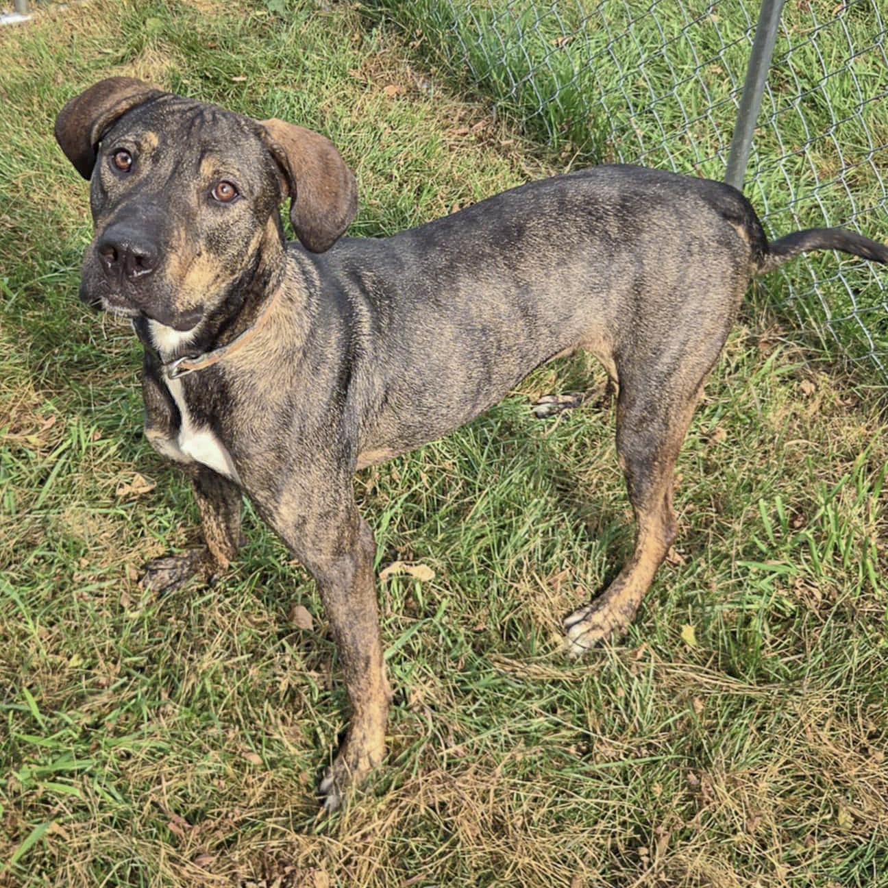 Morgan, an adoptable Vizsla, German Shepherd Dog in Huntley, IL, 60142 | Photo Image 3