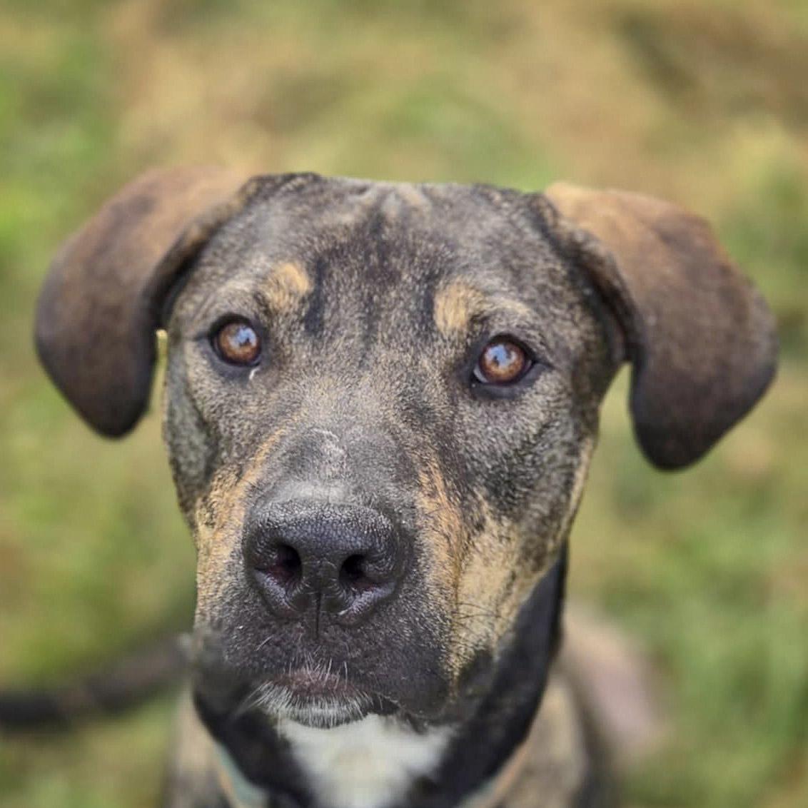 Morgan, an adoptable Vizsla, German Shepherd Dog in Huntley, IL, 60142 | Photo Image 1