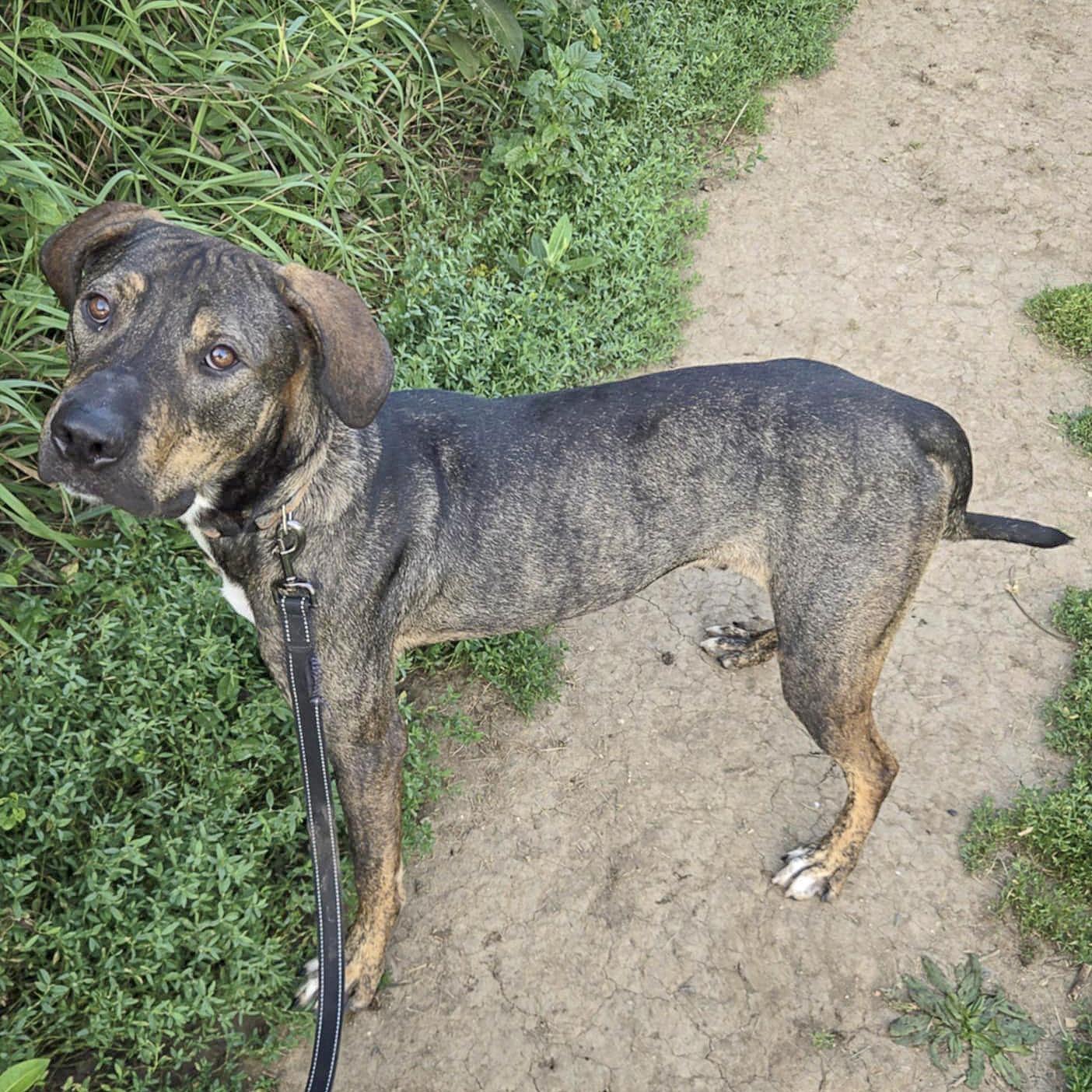 Morgan, an adoptable Vizsla, German Shepherd Dog in Huntley, IL, 60142 | Photo Image 6