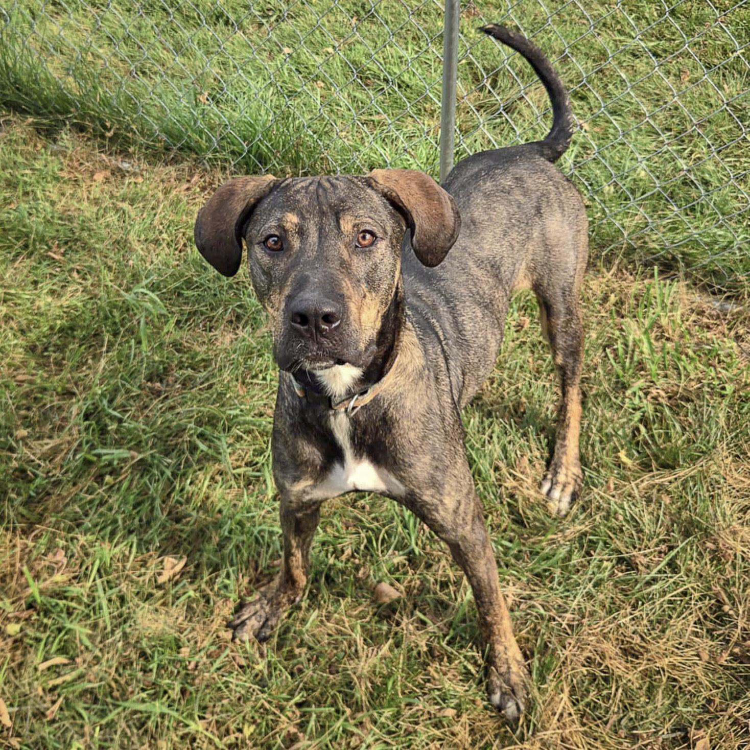 Morgan, an adoptable Vizsla, German Shepherd Dog in Huntley, IL, 60142 | Photo Image 2
