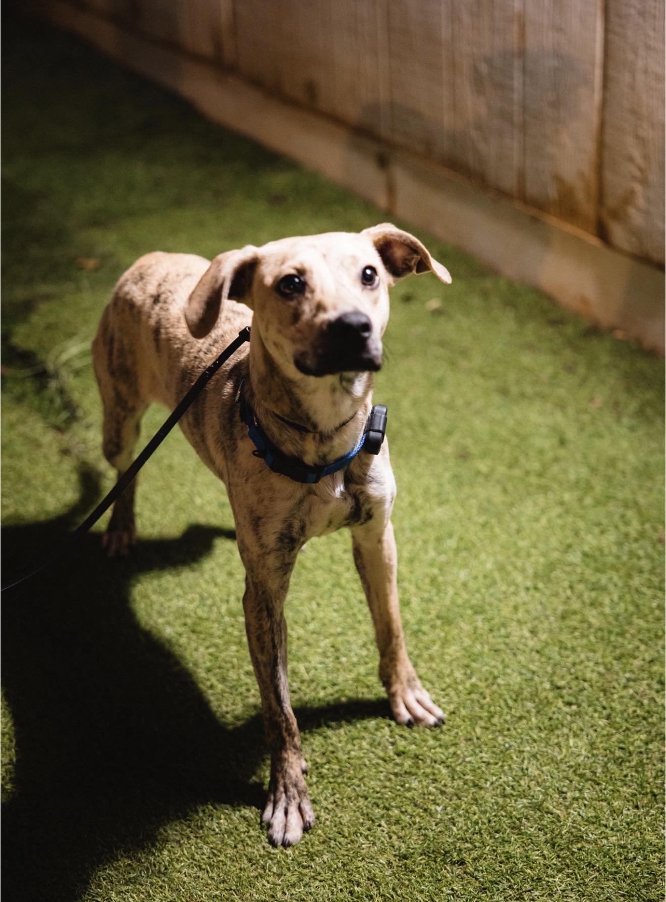 Enlarge Hami, a Adoptable Mixed Breed in Suffield, CT image 2/2