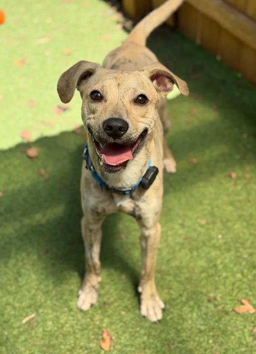 Hami, Adoptable, Young Male Mixed Breed.