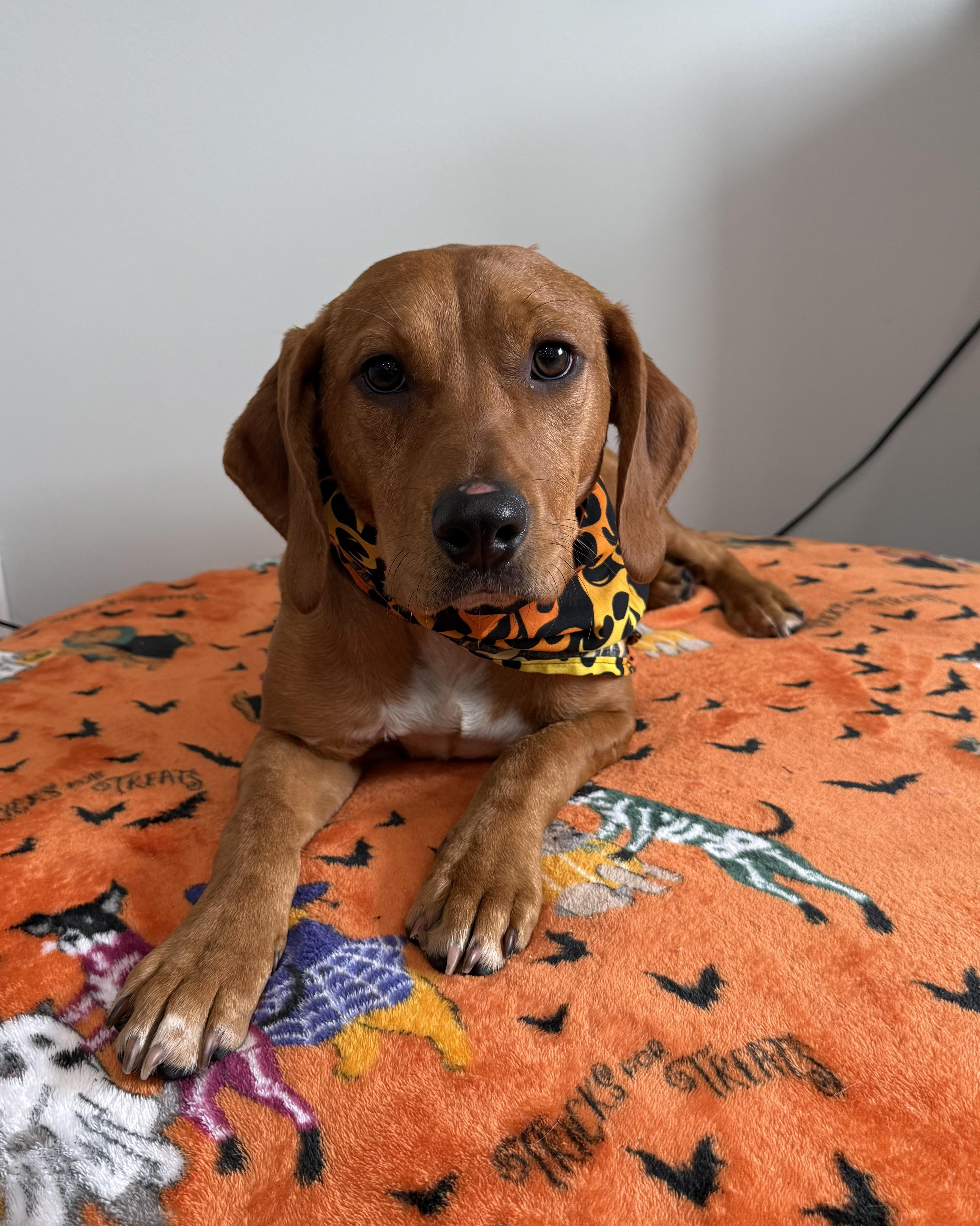 Enlarge Patrick, a Adoptable Mixed Breed in Sault Sainte Marie, MI image 1/1