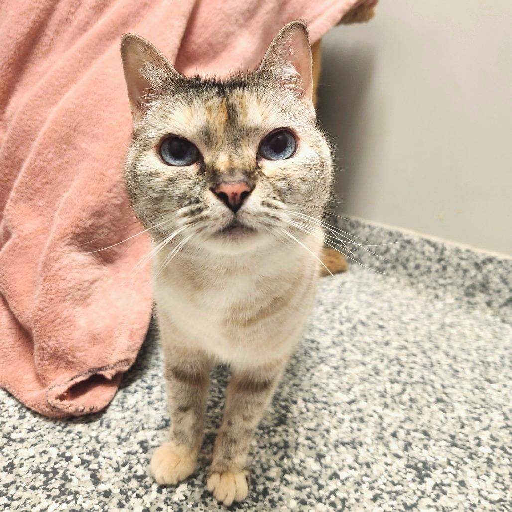 Enlarge Mykayla, a Adoptable mixed breed in Brookfield, WI image 2/3