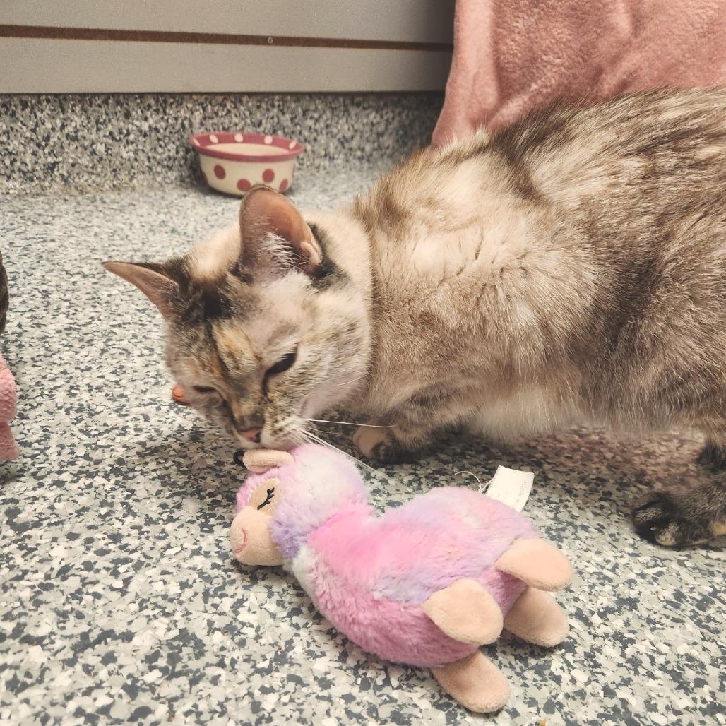 Enlarge Mykayla, a Adoptable mixed breed in Brookfield, WI image 3/3