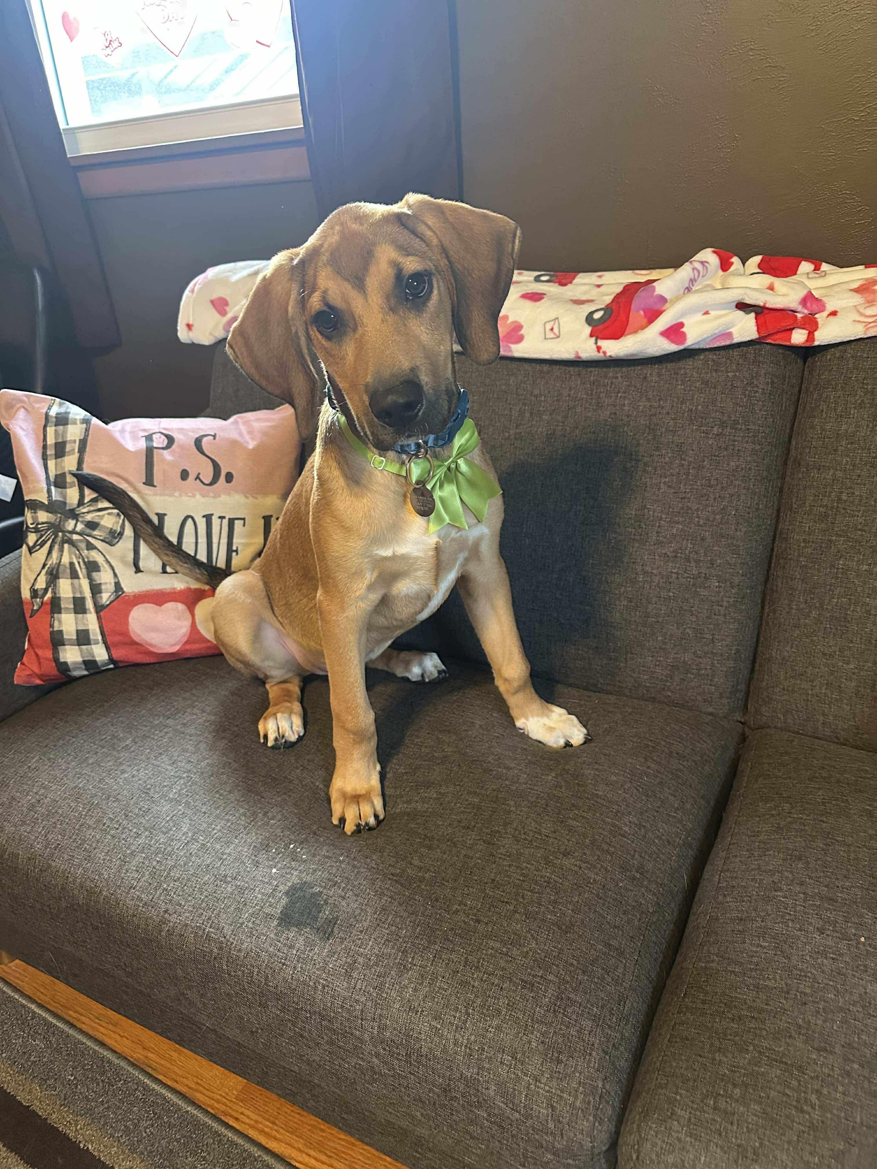 Winn Dixie, an adopted Mixed Breed in De Pere, WI image 3/3