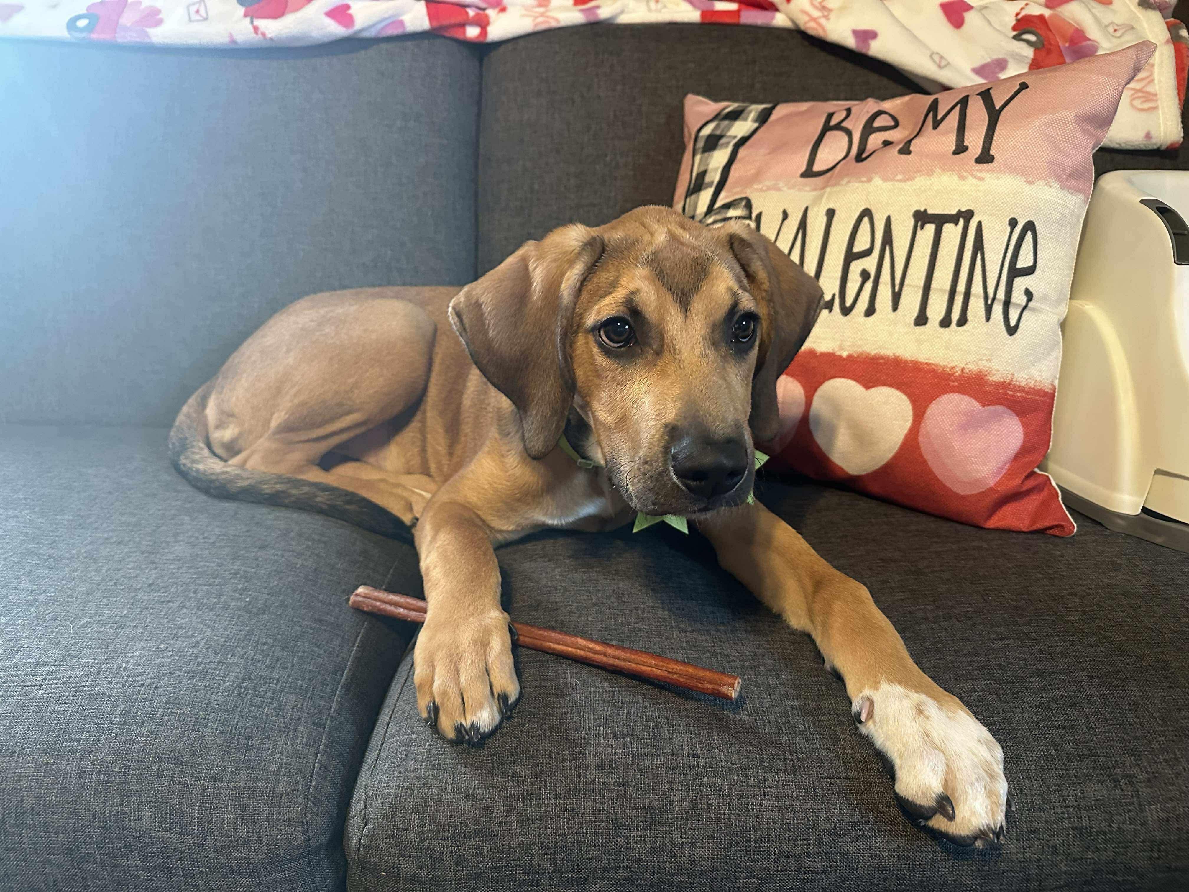 Winn Dixie, adopted, Puppy Male Mixed Breed.