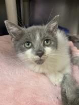 Harry Potter, Young Male Domestic Short Hair