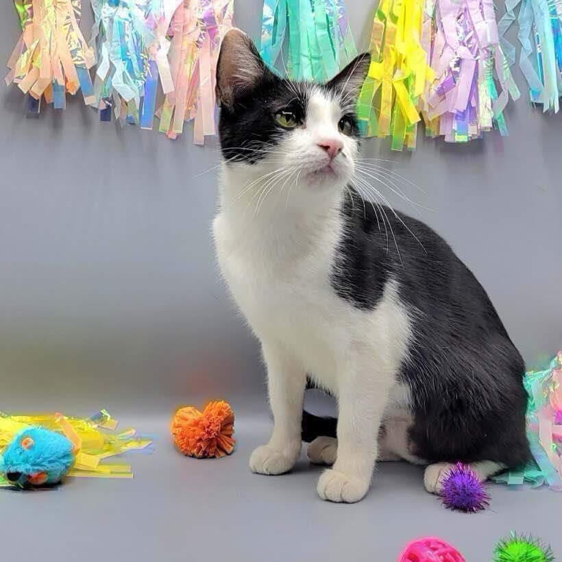 Lilliana, a Adoptable mixed breed in Lubbock, TX image 2/3