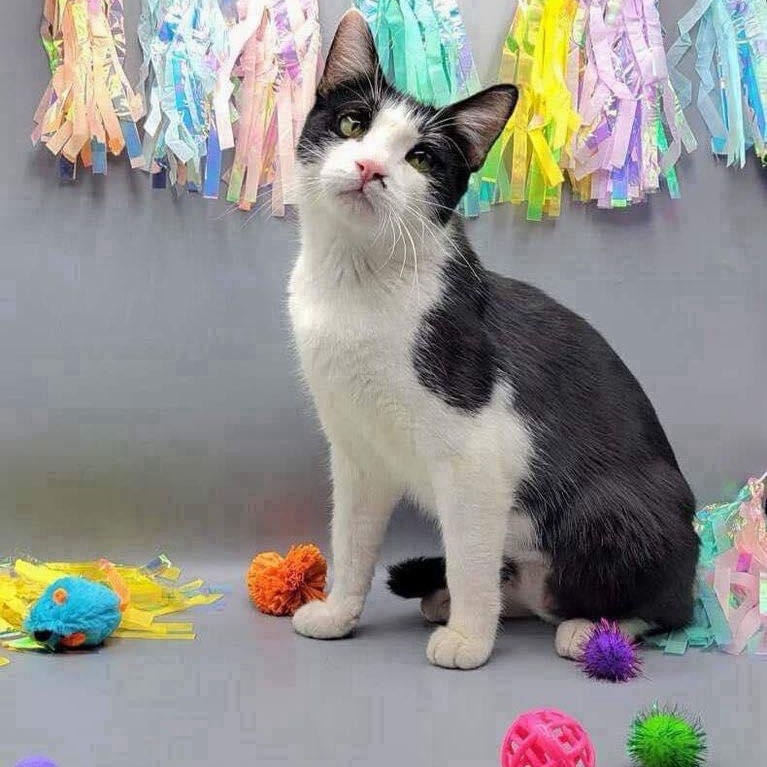 Lilliana, Adoptable, Adult Female Domestic Short Hair.