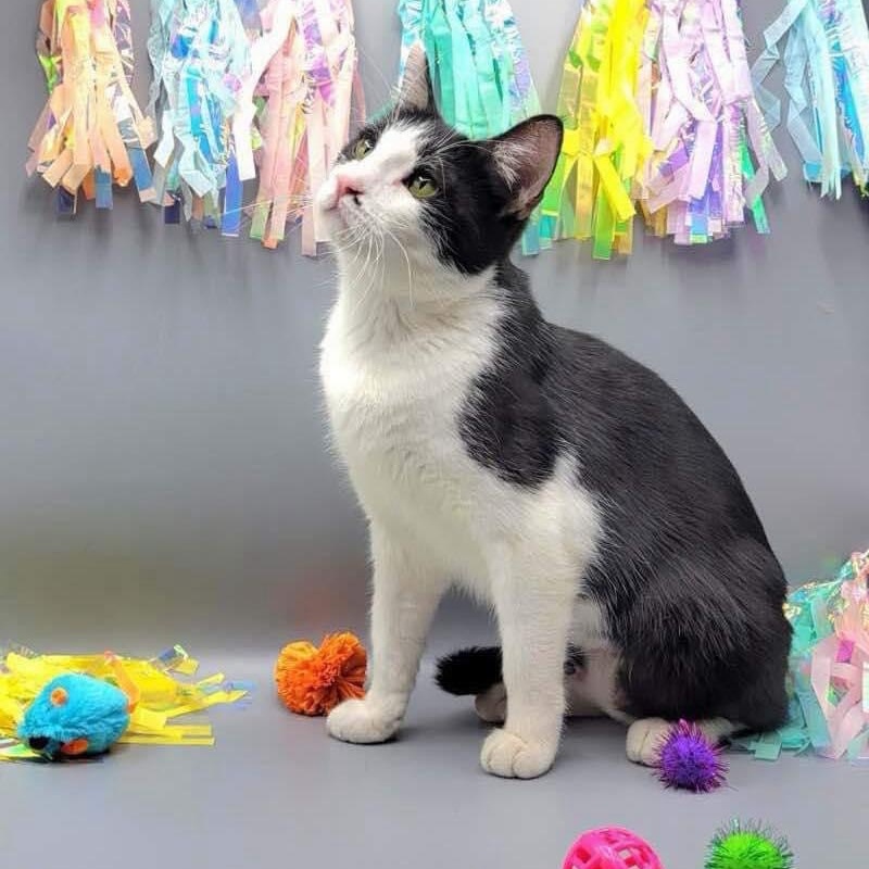 Lilliana, a Adoptable mixed breed in Lubbock, TX image 3/3