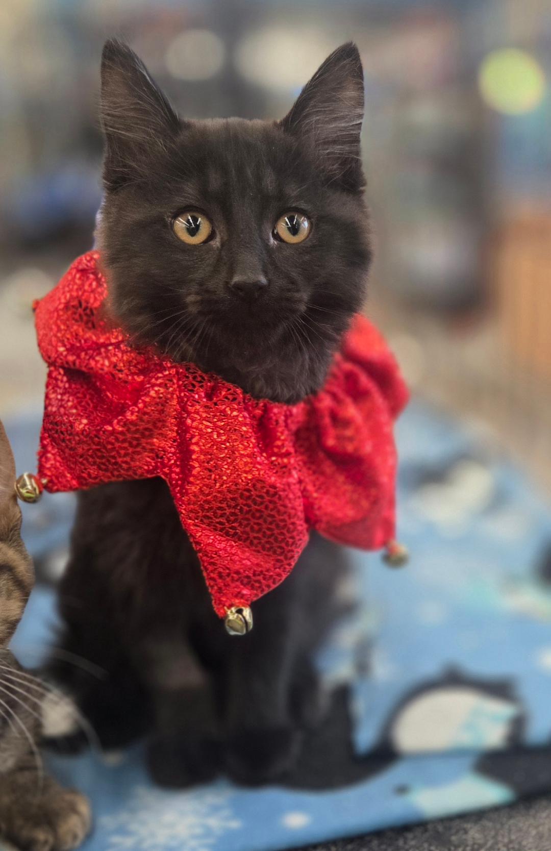 Daisy (litter mates are Fluffy, Mario & Lia), a Adoptable Domestic Long Hair in Brighton, MI image 1/5