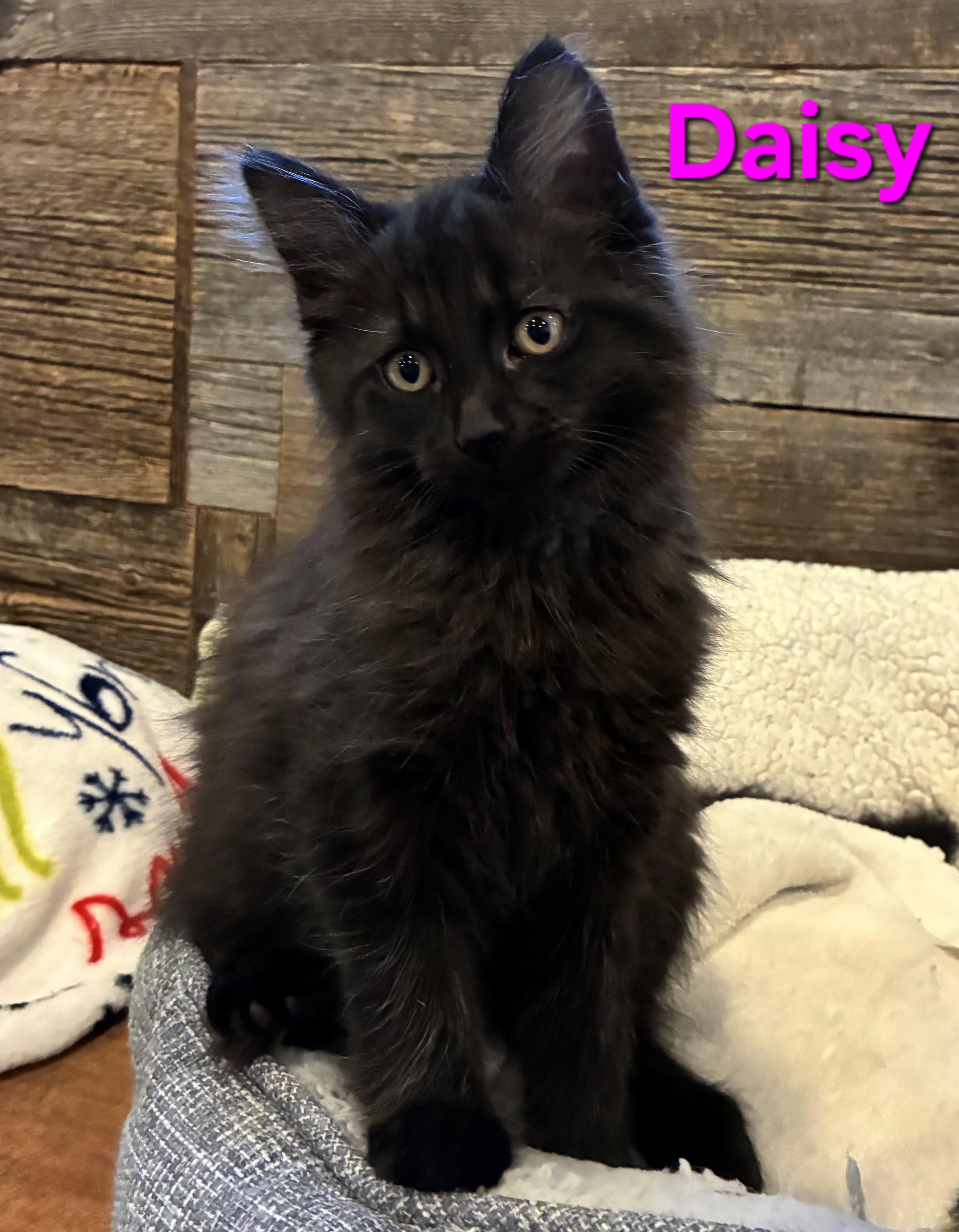 Daisy (litter mates are Fluffy, Mario & Lia), a Adoptable Domestic Long Hair in Brighton, MI image 2/5