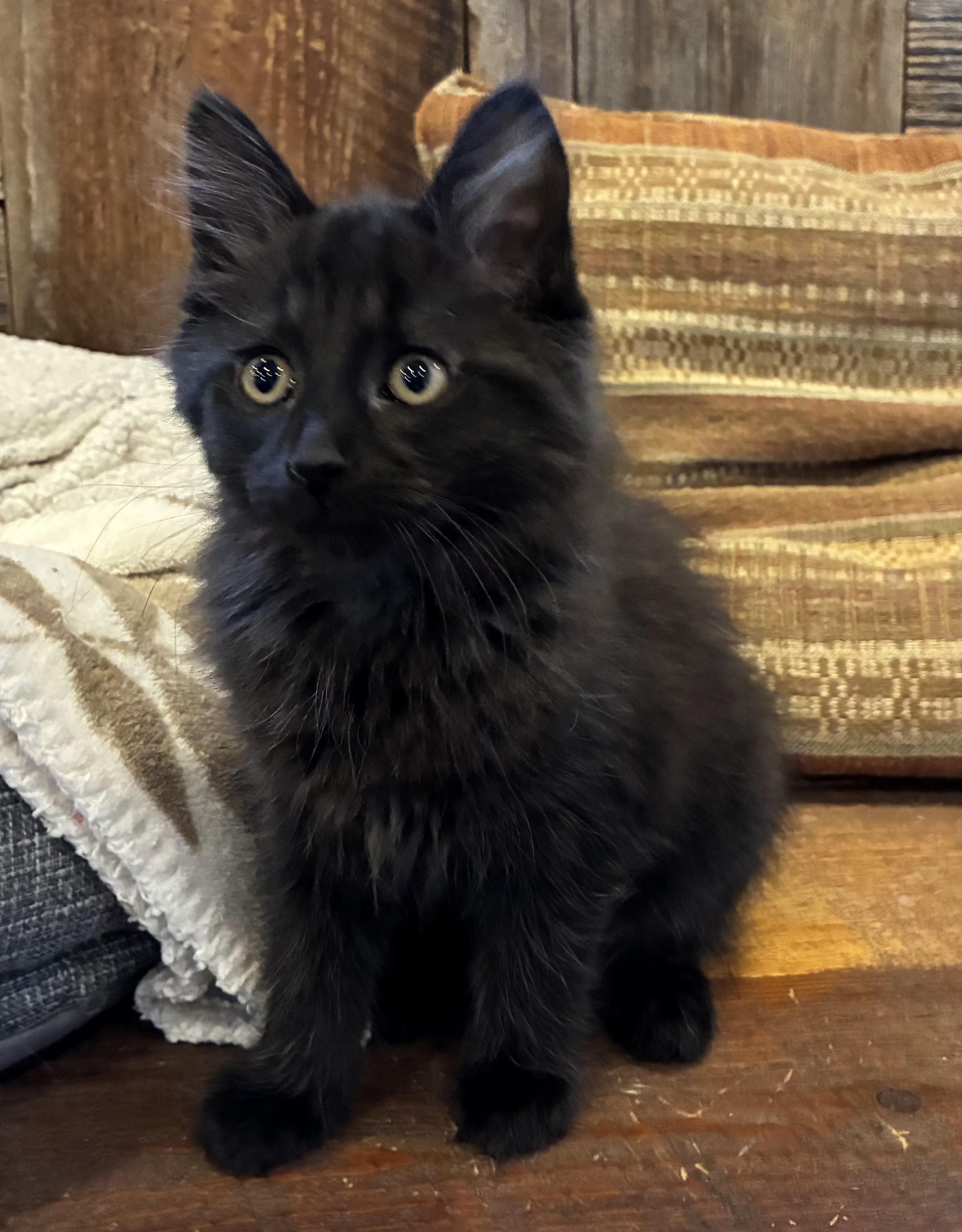 Daisy (litter mates are Fluffy, Mario & Lia), a Adoptable Domestic Long Hair in Brighton, MI image 3/5