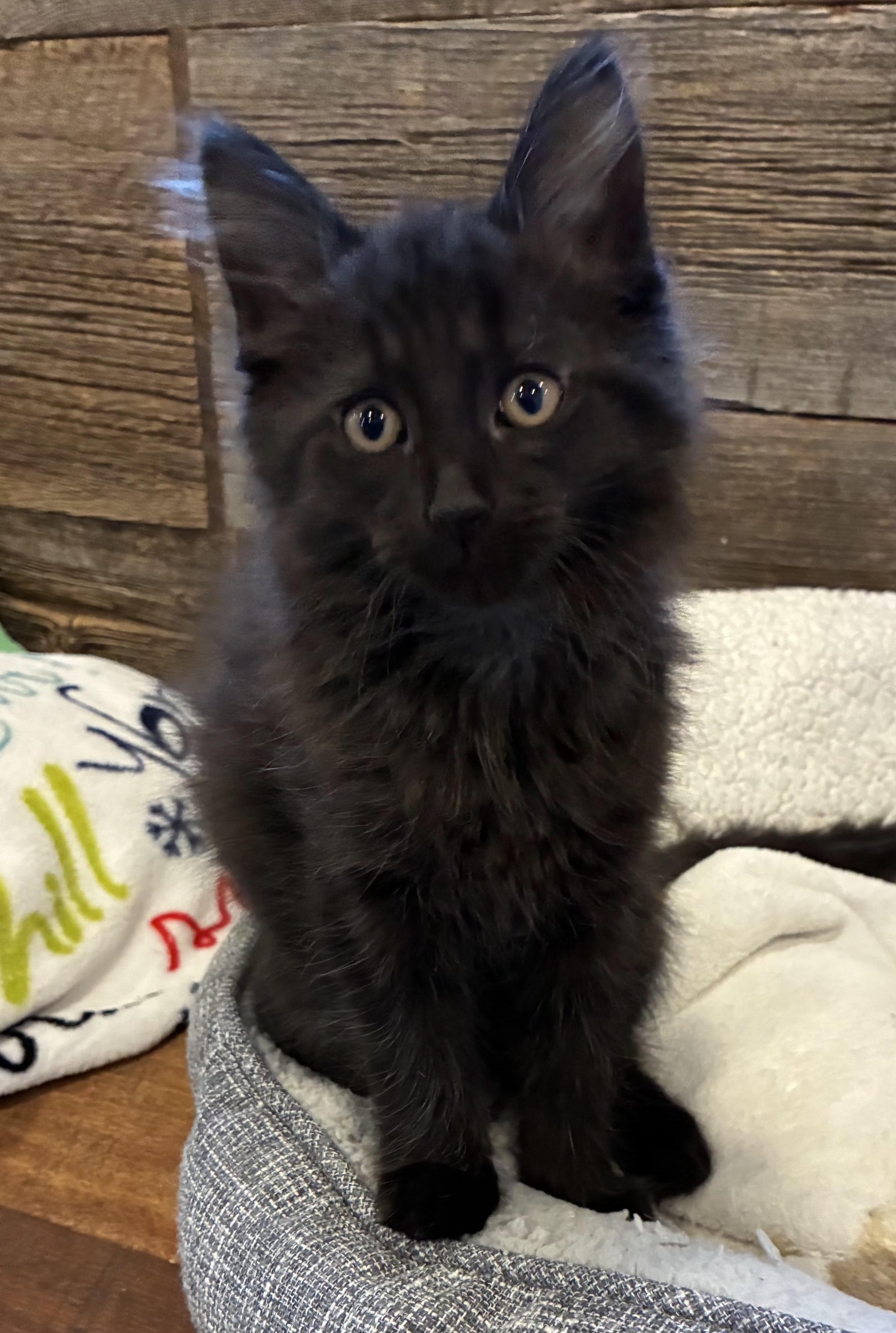 Daisy (litter mates are Fluffy, Mario & Lia), a Adoptable Domestic Long Hair in Brighton, MI image 4/5