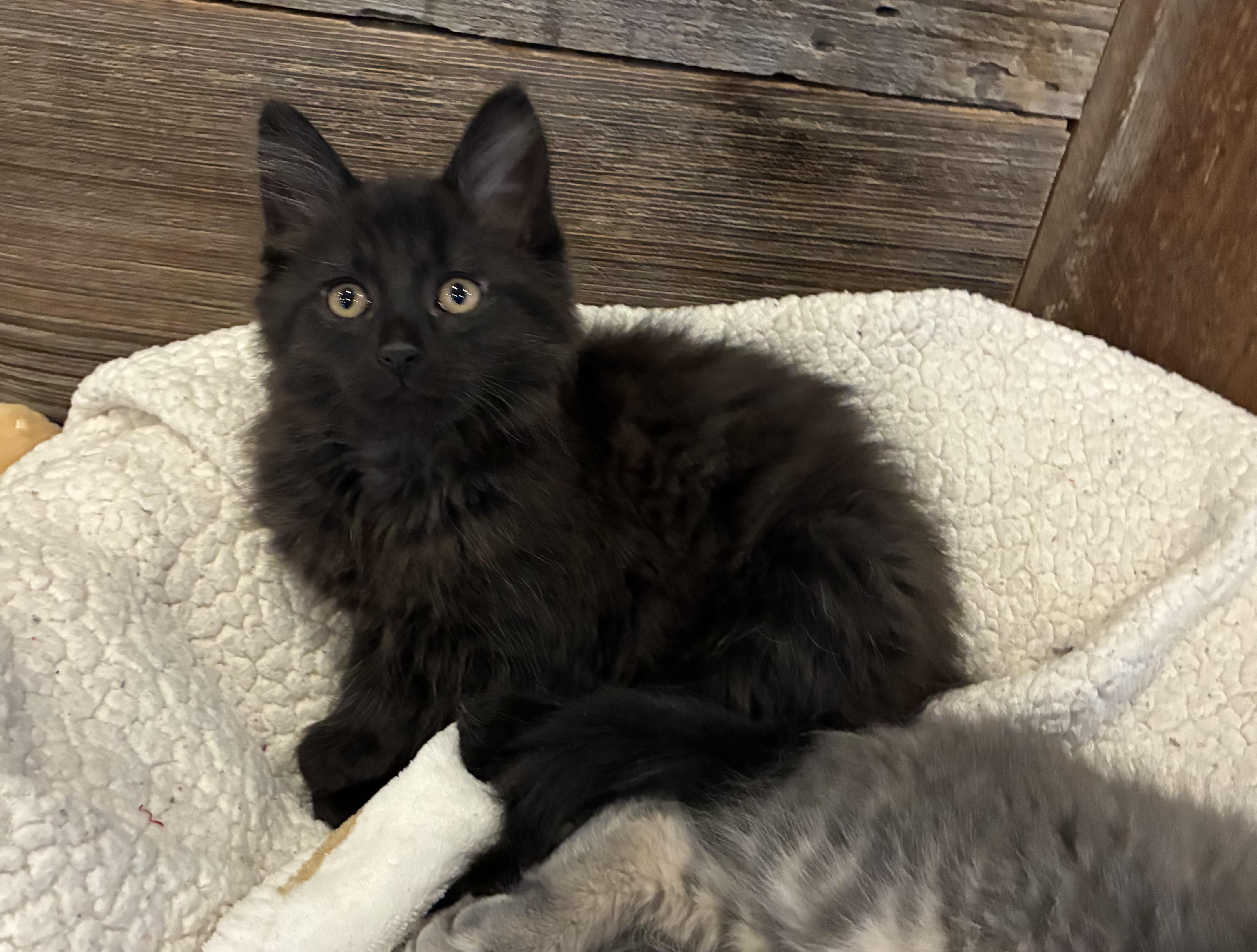 Daisy (litter mates are Fluffy, Mario & Lia), a Adoptable Domestic Long Hair in Brighton, MI image 5/5