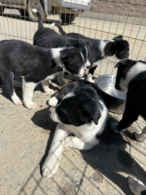 Enlarge Puppies, a ADOPTABLE mixed breed in Granby, CO image 1/1