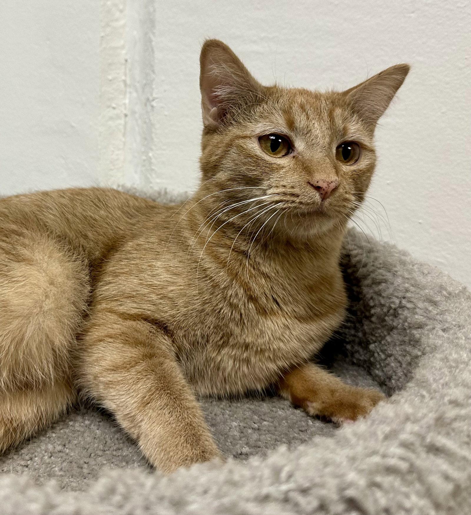 Luzolo, Adoptable, Kitten Female Tabby & Domestic Short Hair.