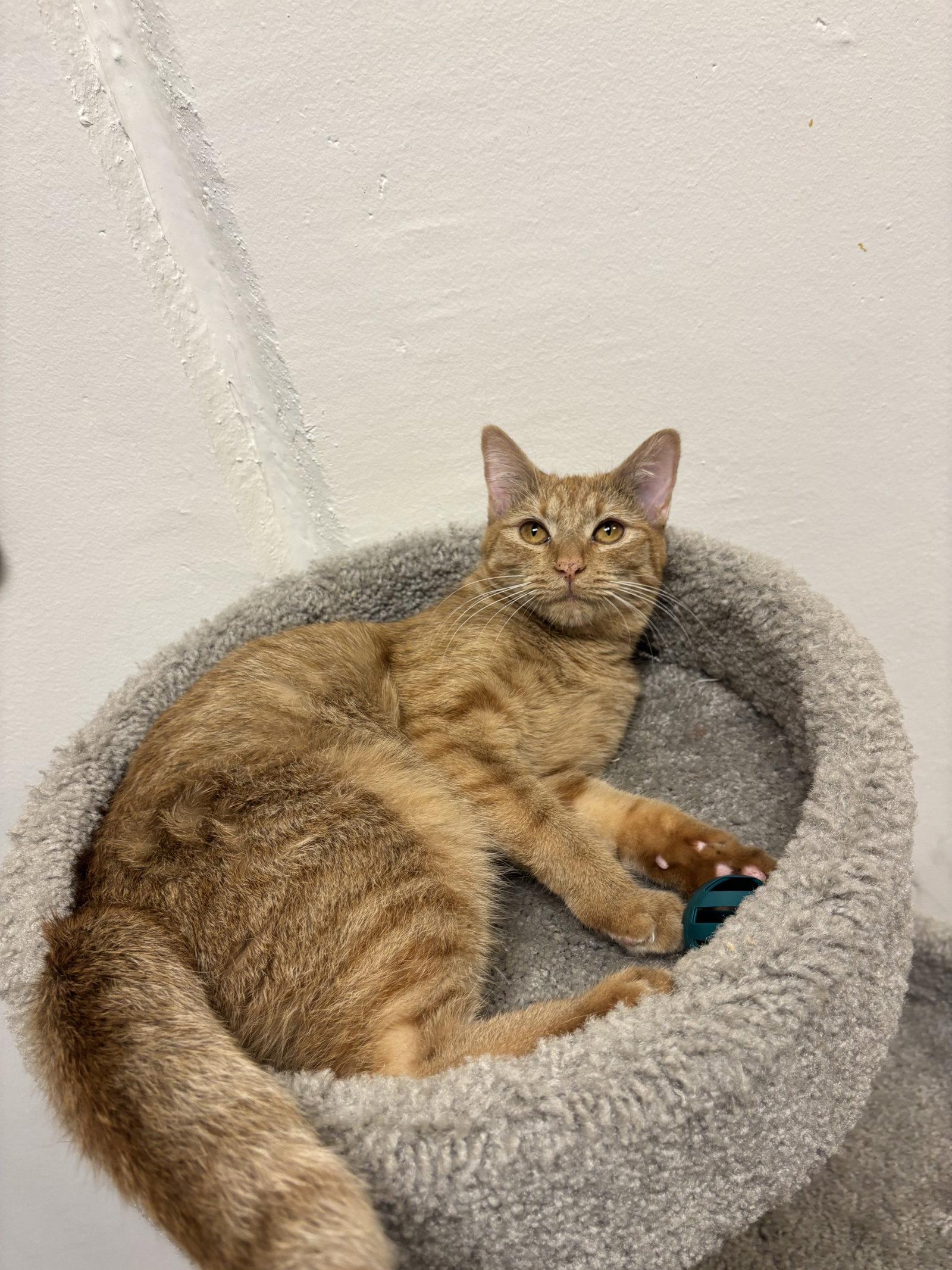 Enlarge Luzolo, a Adoptable mixed breed in Phoenix, AZ image 3/3