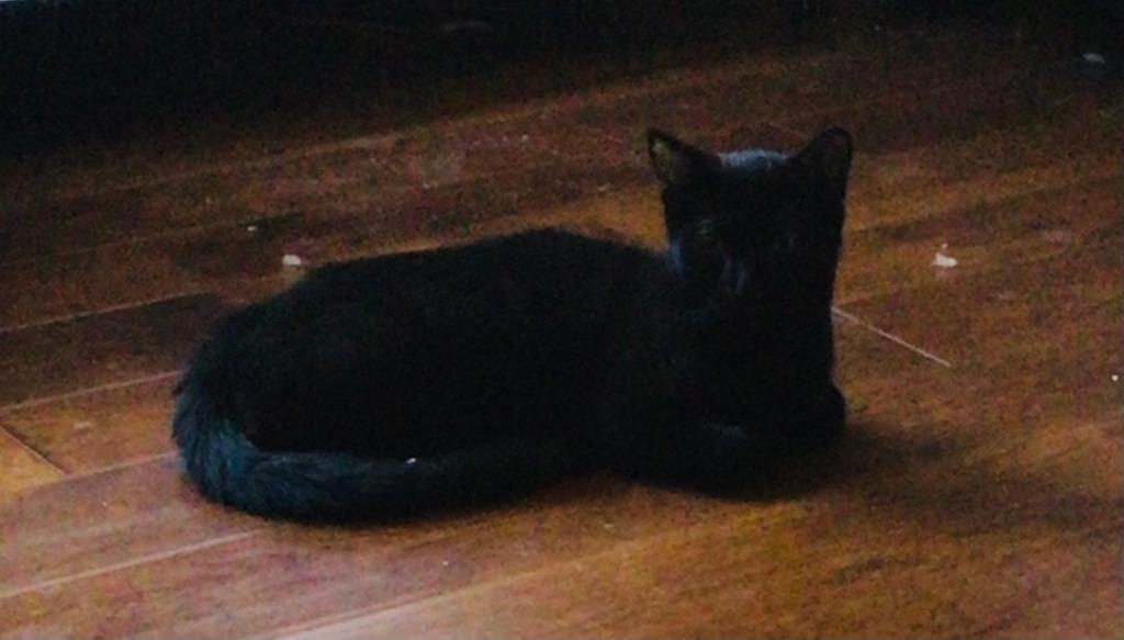 Dotty - Adopt Me!, Adoptable, Adult Female Domestic Short Hair.