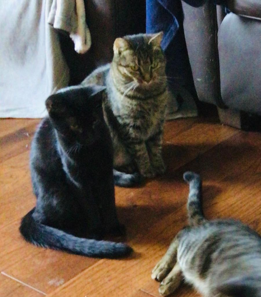 Dotty - Adopt Me!, Adoptable, Adult Female Domestic Short Hair.