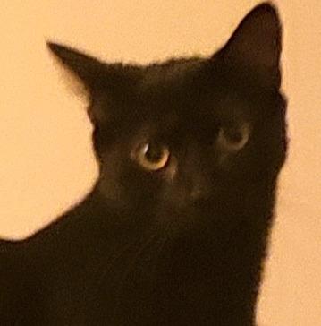 Enlarge Dotty - Adopt Me!, a Adoptable mixed breed in Lake Forest, CA image 2/6