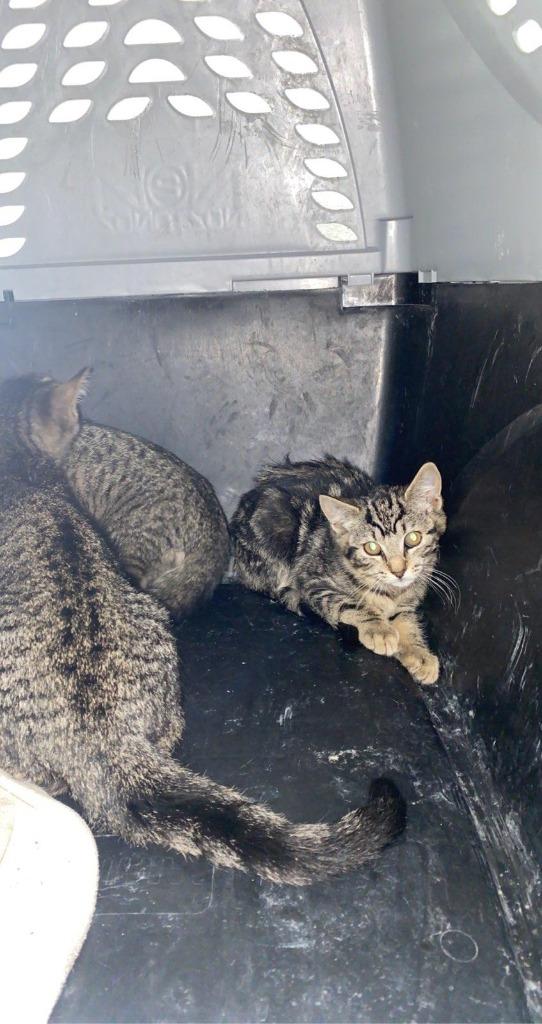 Enlarge Dotty - Adopt Me!, a Adoptable mixed breed in Lake Forest, CA image 3/6