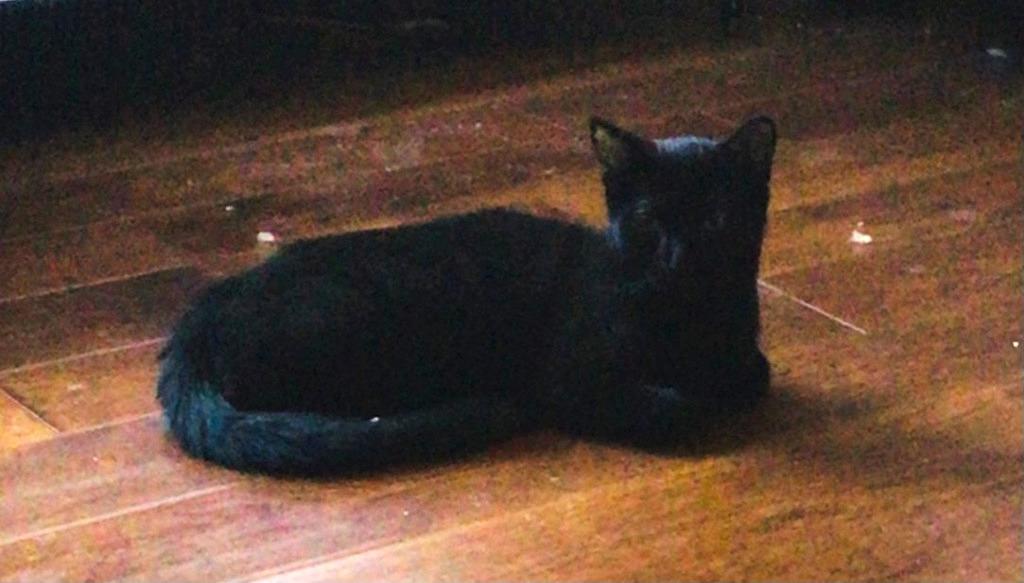 Enlarge Dotty - Adopt Me!, a Adoptable mixed breed in Lake Forest, CA image 6/6