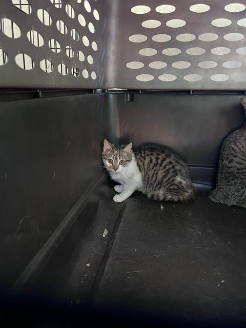 NIBBLES, Adoptable, Kitten Female Domestic Short Hair.