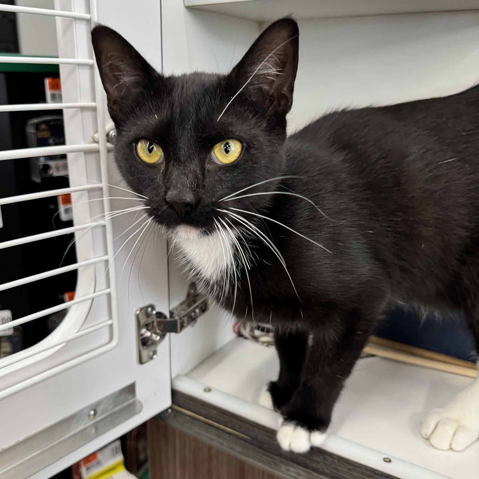 Enlarge Vincent - Meet me at Pet Supplies Plus, a ADOPTABLE Domestic Short Hair in Harrisburg, PA image 1/6
