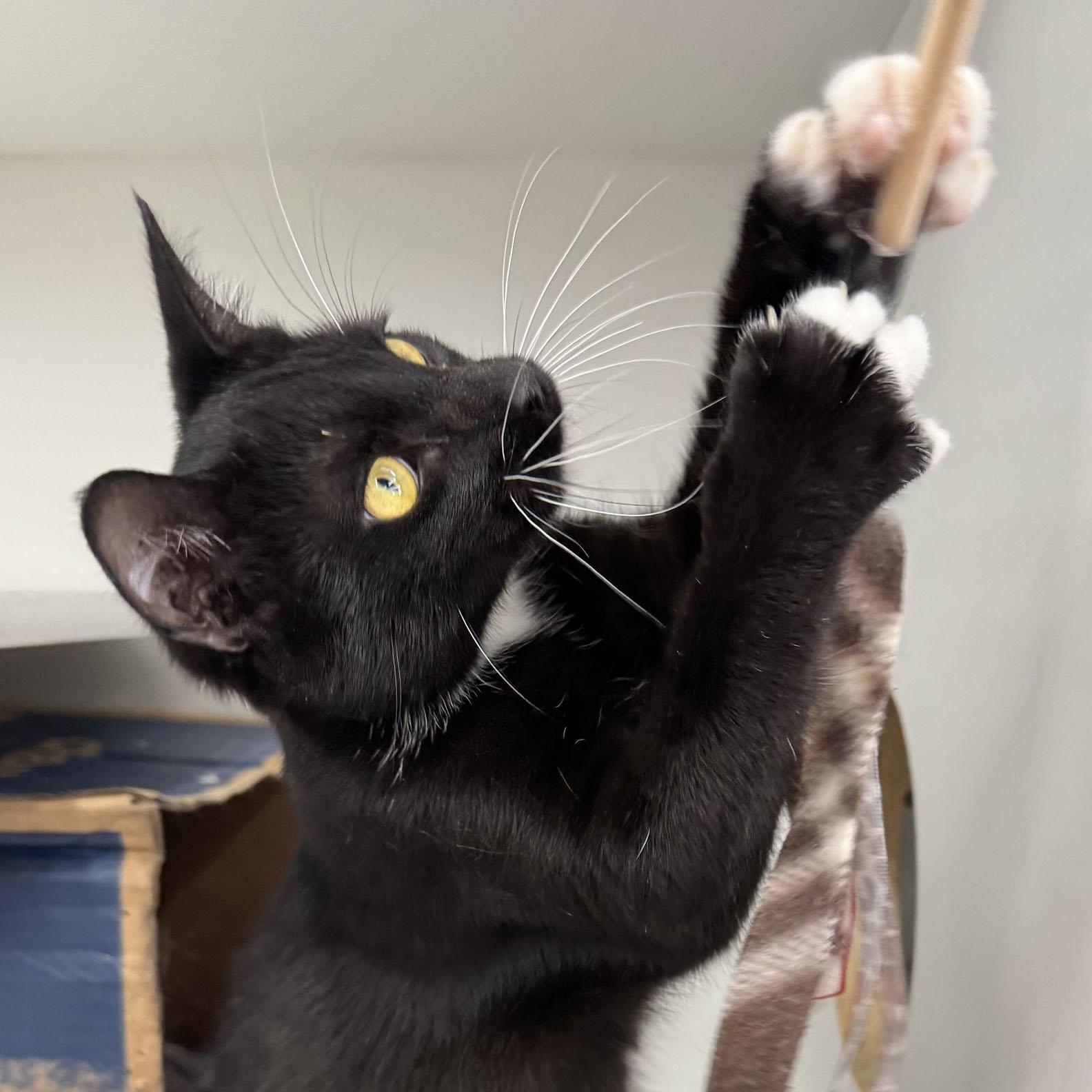Enlarge Vincent - Meet me at Pet Supplies Plus, a ADOPTABLE Domestic Short Hair in Harrisburg, PA image 6/6