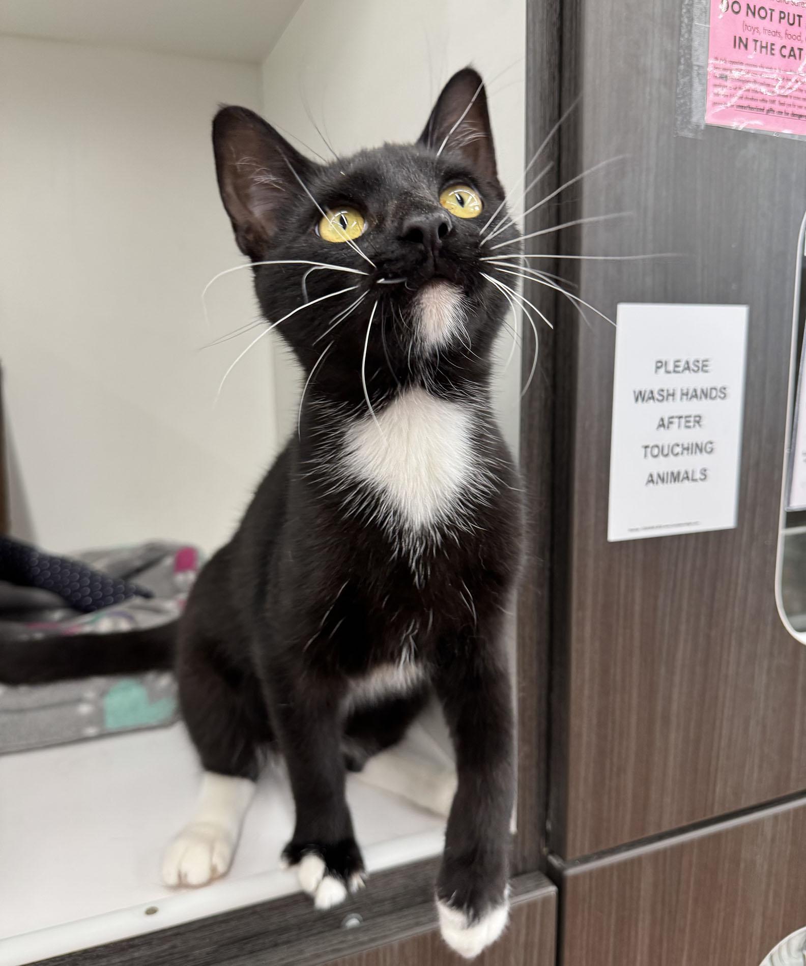 Enlarge Vincent - Meet me at Pet Supplies Plus, a ADOPTABLE Domestic Short Hair in Harrisburg, PA image 3/6