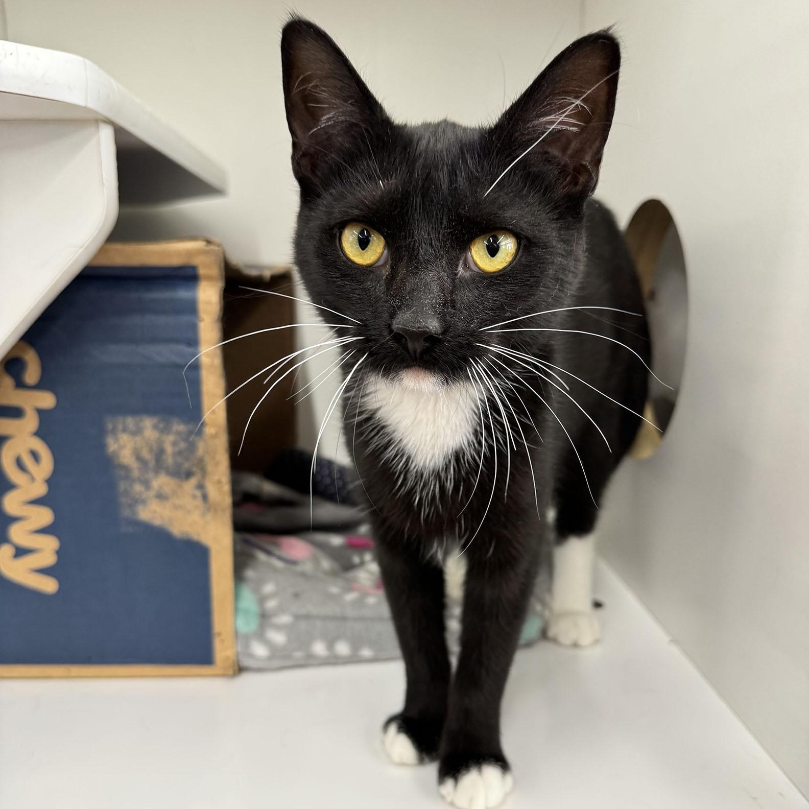 Enlarge Vincent - Meet me at Pet Supplies Plus, a ADOPTABLE Domestic Short Hair in Harrisburg, PA image 2/6