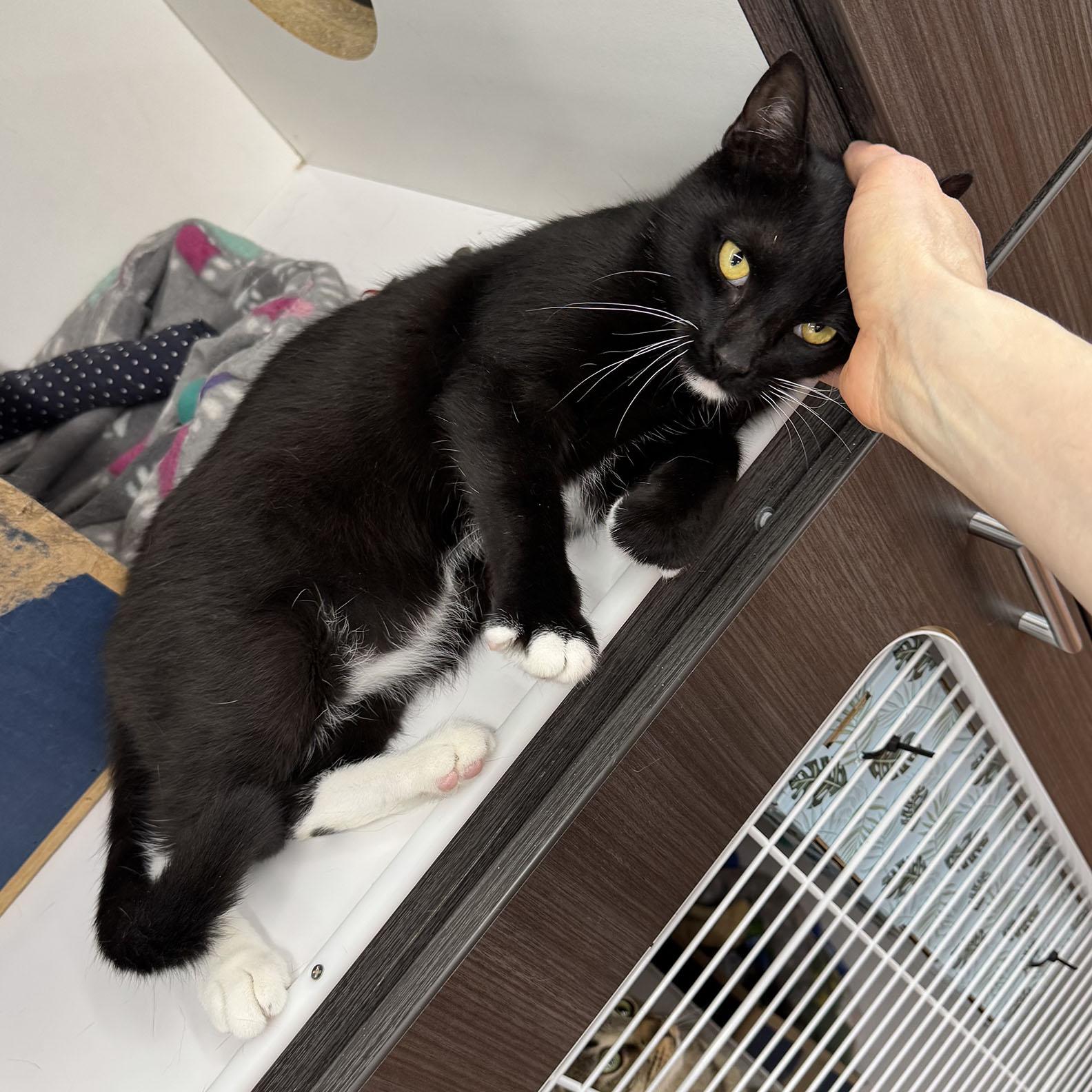 Enlarge Vincent - Meet me at Pet Supplies Plus, a ADOPTABLE Domestic Short Hair in Harrisburg, PA image 4/6