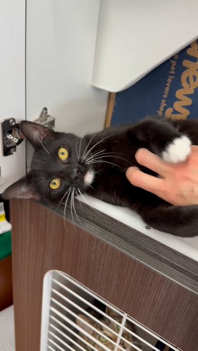 Enlarge Vincent - Meet me at Pet Supplies Plus, a ADOPTABLE Domestic Short Hair in Harrisburg, PA video 5/6