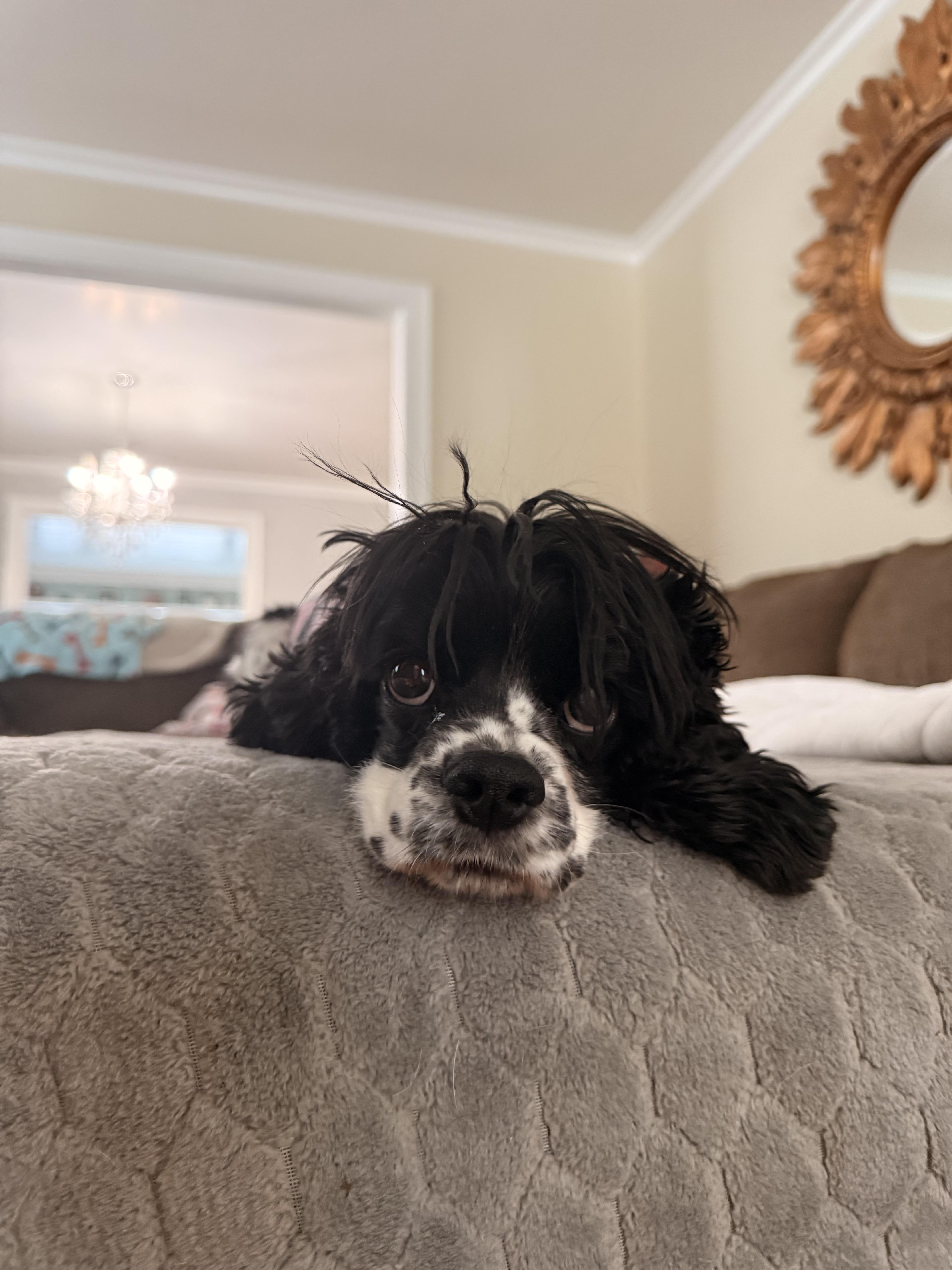 Enlarge Cookie, an adopted Cocker Spaniel in Boardman, OH image 3/6