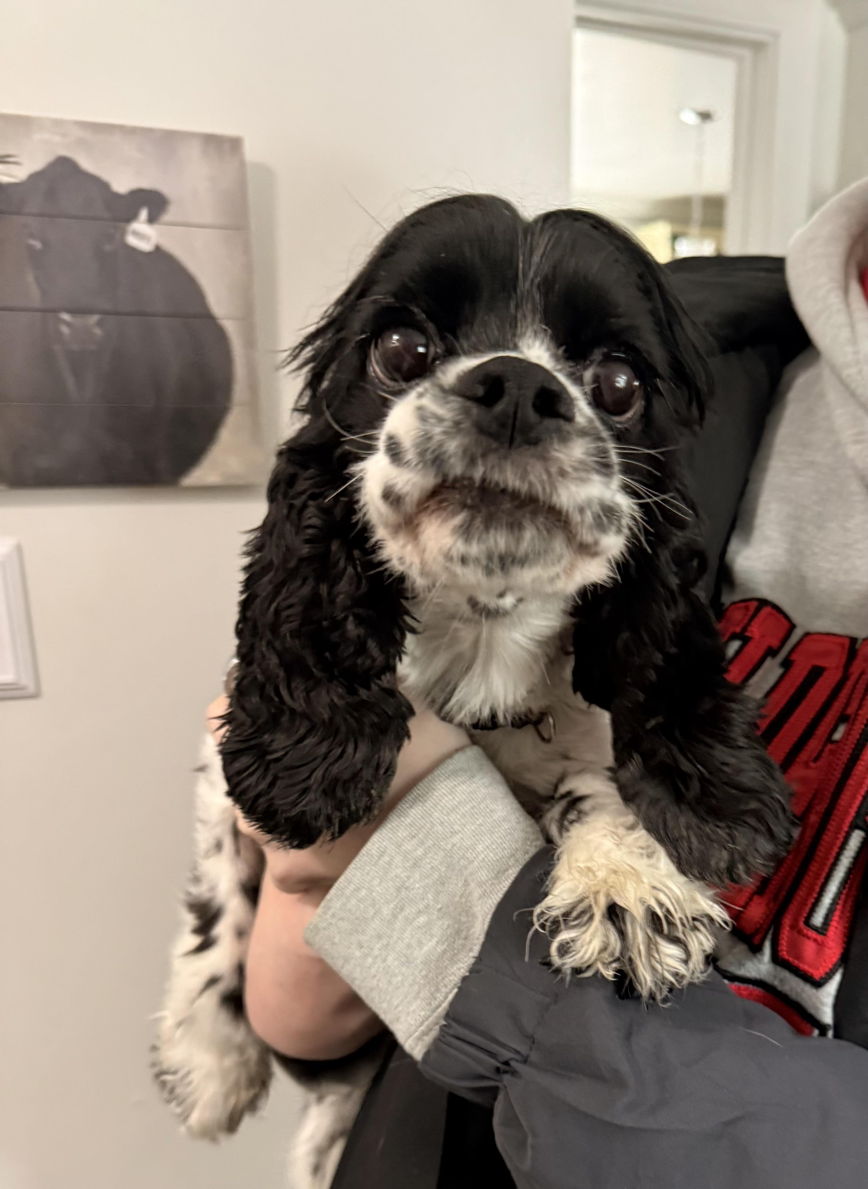 Enlarge Cookie, an adopted Cocker Spaniel in Boardman, OH image 5/6
