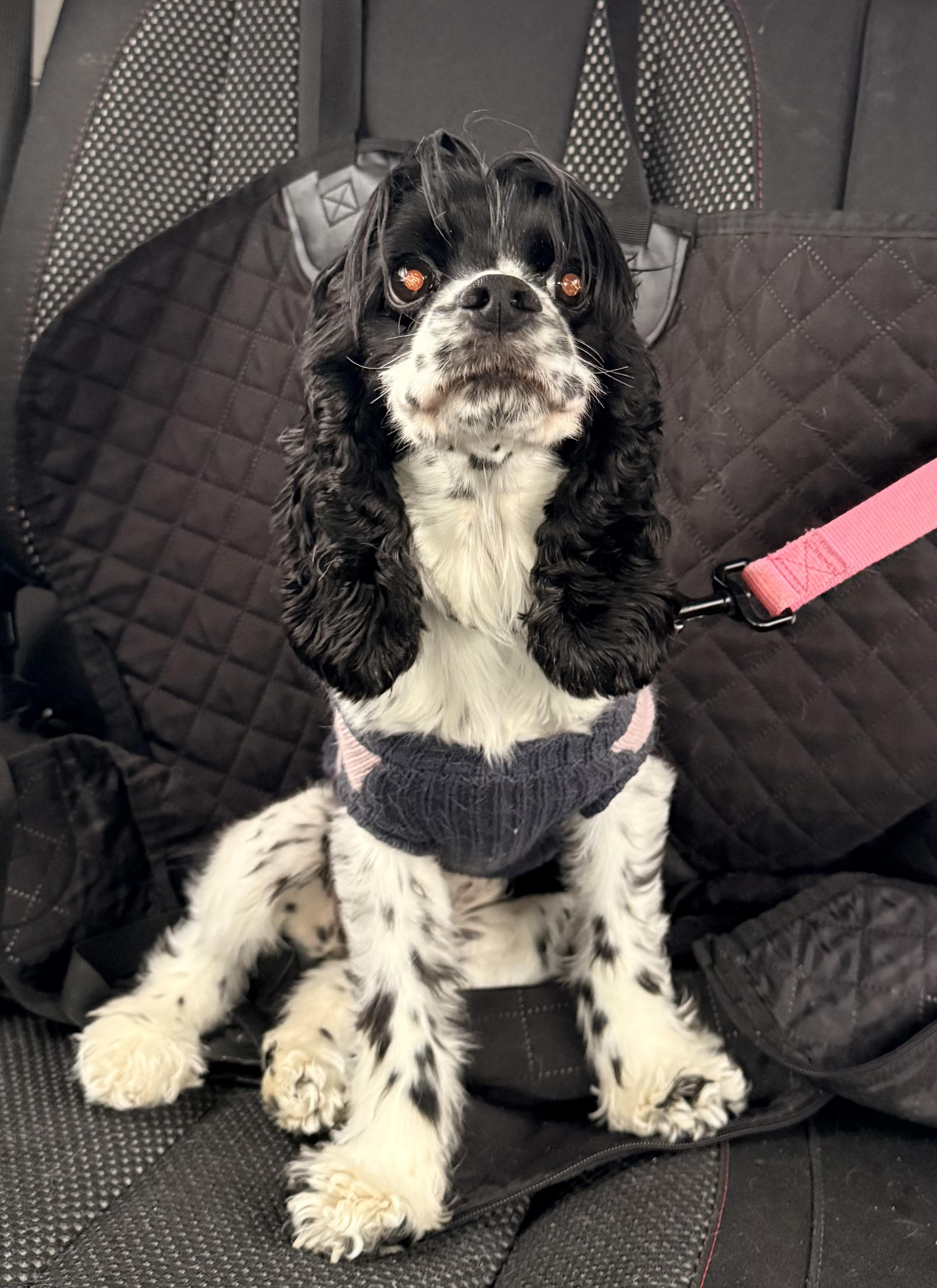 Enlarge Cookie, an adopted Cocker Spaniel in Boardman, OH image 2/6