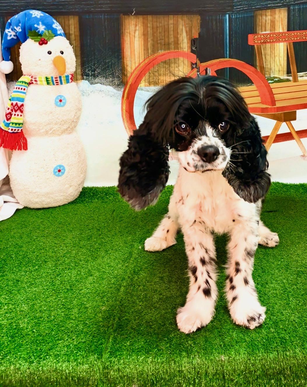 Cookie, adopted, Young Female Cocker Spaniel.