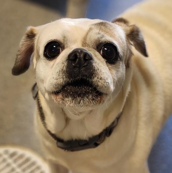 Enlarge Terra, a Adoptable mixed breed in New Philadelphia, OH image 1/1