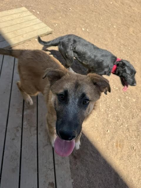 Holly, a Adoptable Mixed Breed in Hobbs, NM image 1/3