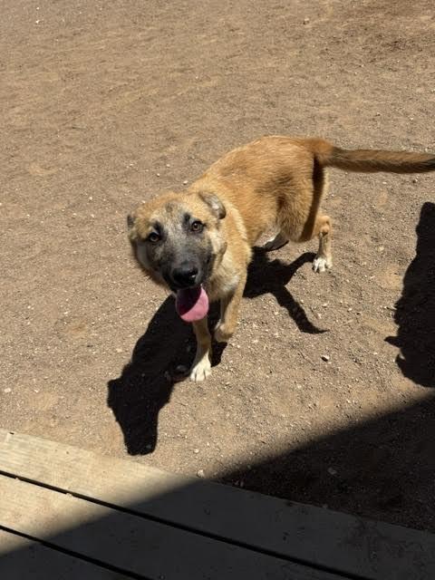 Holly, a Adoptable Mixed Breed in Hobbs, NM image 2/3