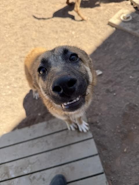 Holly, a Adoptable Mixed Breed in Hobbs, NM image 3/3