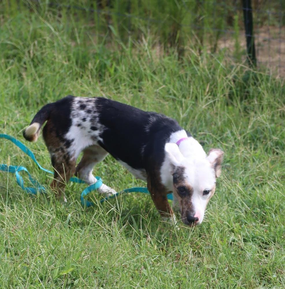 Enlarge Babygirl, a Adoptable Australian Cattle Dog / Blue Heeler in Statesville, NC image 1/6