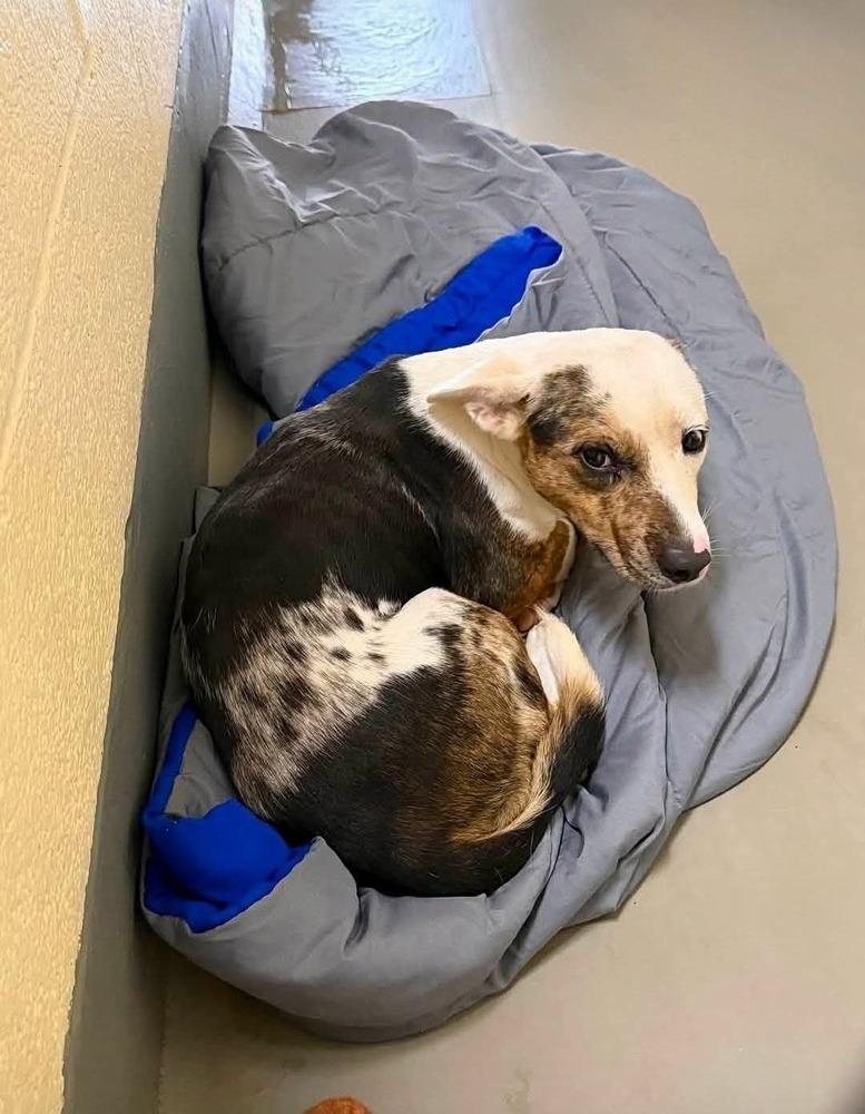 Enlarge Babygirl, a Adoptable Australian Cattle Dog / Blue Heeler in Statesville, NC image 1/3