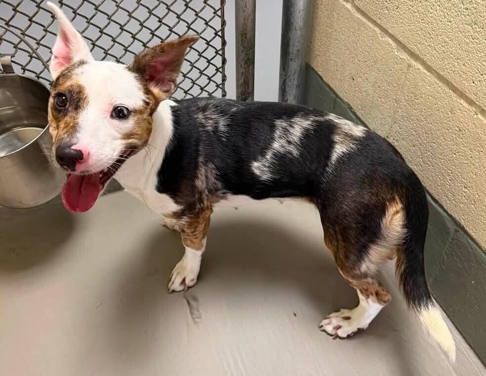 Enlarge Babygirl, a Adoptable Australian Cattle Dog / Blue Heeler in Statesville, NC image 2/3