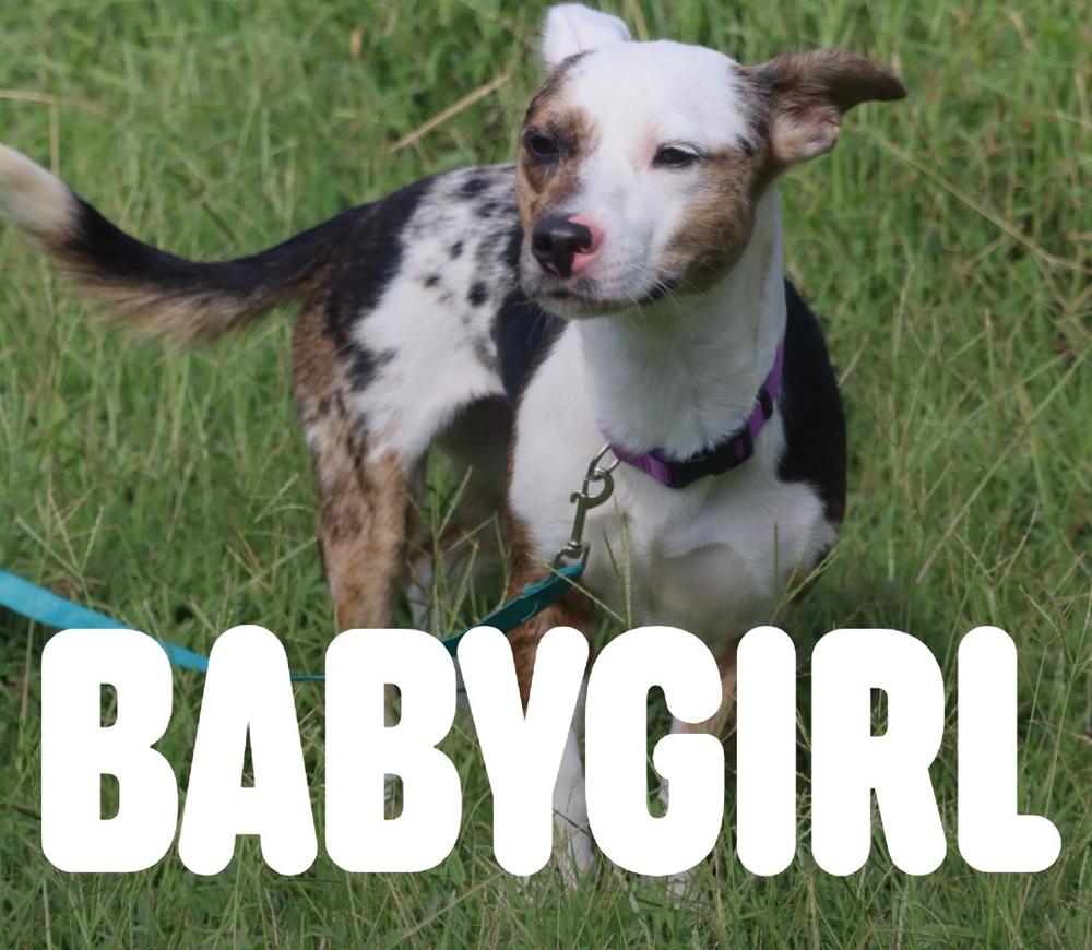 Enlarge Babygirl, a Adoptable Australian Cattle Dog / Blue Heeler in Statesville, NC image 4/6